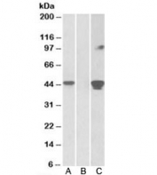 Western blot of HEK293 lysate overexpressing human SLAMF8-MYC probed with SLAMF8 antibody [1ug/ml] in Lane A and probed with anti-MYC [1/1000] in Lane C. Mock-transfected HEK293 probed with SLAMF8 antibody [1ug/ml] in Lane B. Predicted molecular weight: ~32/45kDa (unmodified/glycosylated).