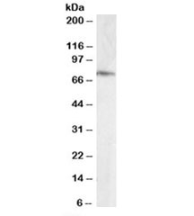 Western blot testing of human hipoocampus lysate with ELMO3 antibody at 0.1ug/ml. Predicted molecular weight: ~70kDa.~