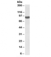 Western blot testing of rat liver lysate with POR antibody at 0.1ug/ml. Predicted molecular weight: ~77kDa, observed here at ~90kDa.