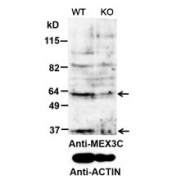 Western blot testing of mouse testis lysate with MEX3C antibody at 0.2ug/ml. The ~63/36kDa bands are significantly reduced.