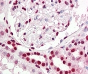 IHC staining of FFPE human kidney with IRF6 antibody at 2.5ug/ml. HIER: steamed with pH6 citrate buffer, AP-staining.