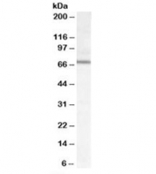Western blot testing of mouse NIH3T3 cell lysate with DACH2 antibody at 0.03ug/ml. Predicted/observed molecular weight (mouse): ~68kDa.