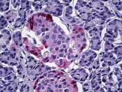 IHC testing of FFPE human pancreas with Pancreatic Polypeptide antibody at 5ug/ml. HIER: steamed antigen retrieval with pH6 citrate buffer; AP-staining.