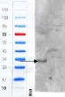 Western blot of mouse colon (wild type left lane, knock-out right lane)  lysate with Cd97 antibody at 1ug/ml. Predicted molecular weight: ~80/46-56/33kDa (full/alpha chain/beta chain).