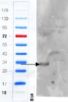 Western blot of mouse colon (wild type left lane, knock-out right lane) lysate with