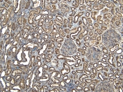 IHC staining of FFPE human kidney tissue with EWS antibody at 7ug/ml. Required HIER: steamed antigen retrieval with pH6 citrate buffer; HRP-staining.