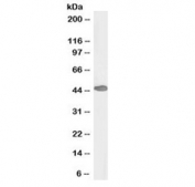 Western blot testing of human duodenum lysate with biotinylated PAX3 antibody at 0.5ug/ml. Predicted molecular weight: can detect 7 isoforms ranging from 22~56kDa.