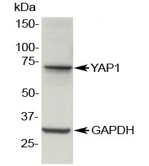 Western blot testing of MDCK lysate with YAP1 antibody at 0.5ug/ml. Predicted molecular weight ~50kDa but routinely observed at ~65kDa.