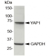 Western blot testing of MDCK lysate with YAP1 antibody at 0.5ug/ml. Predicted molecular weight: 54 kDa but routinely observed at 65-70 kDa.