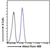 FACS testing of fixed and permeabilized human HeLa cells with KLF8 antibody (blue) at 10ug/ml and naive goat Ig (black).