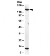 Western blot testing of HeLa lysate with MTR antibody at 2ug/ml. Predicted molecular weight: ~140kDa.