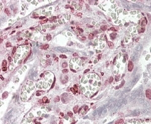IHC staining of FFPE human placenta with MAML1 antibody at 4ug/ml. HIER: steamed with pH6 citrate buffer, AP-st