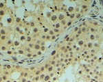 IHC testing of FFPE human testis with REV1 antibody at 4ug/ml. HIER: steamed with pH9 Tris/EDTA buffer, HRP-staining.