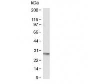 Western blot testing of mouse heart lysate with OCT4 antibody at 0.5ug/ml. Predicted molecular weight ~38/25 kDa (isoform A/B).