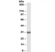 Western blot testing of human placenta lysate with OCT4 antibody at 2ug/ml. Predicted molecular weight ~38/30 kDa (isoform A/B).