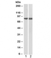 Western blot testing of human 1) brain and 2) HEK293 lysate with Cortactin antibody at 0.1ug/ml and 0.03ug/ml, respectively. Molecular weight: routinely observed at ~80kDa.