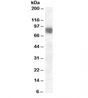 Western blot testing of mouse brain lysate with Cortactin antibody at 0.01ug/ml. Molecular weight: routinely observed at ~80kDa.