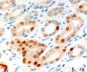 IHC testing of FFPE human kidney with Scraps antibody at 10ug/ml. HIER: Microwave with pH9 Tris/EDTA buffer, HRP-staining.