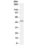 Western blot testing of human cerebellum lysate with PTF1A antibody at 0.5ug/ml. Predicted molecular weight: ~35kDa, routinely observed at ~48kDa. (Ref 1)