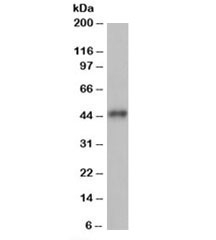 Western blot testing of human heart lysate with ACTR1B antibody at 1ug/ml. Predicted/observed molecular weight: ~45kDa.~