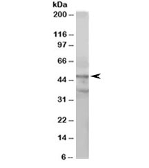 Western blot testing of HeLa lysate with ACTL6A antibody at 1ug/ml. Predicted/observed molecular weight: ~49/53kDa.
