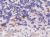 IHC staining of FFPE human cerebellum with IBA1 antibody at 4ug/ml. HIER: steamed with pH9 Tris/EDTA, HRP-staining. Specific staining of astrocytes is seen.