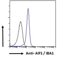 Flow cytometry testing of human K562 cells with IBA1 antibody; Black=isotype control, Blue= IBA1 antibody.