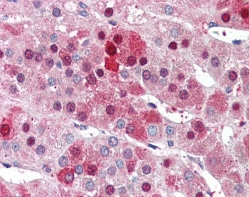 IHC testing of FFPE human adrenal gland with HEC1 antibody at 5ug/ml. Required HIER: steamed antigen retrieval with pH6 citrate buffer; AP-staining.