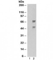 Western blot of HEK293 lysate overexpressing PTPN11/SHP2 probed with SHP2 antibody (mock transfection in lane 1). Predicted molecular weight: ~68kDa, sometimes seen as a doublet.