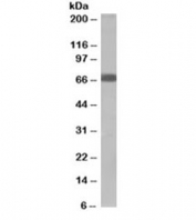 Western blot testing of human muscle lysate with SHP2 antibody at 2ug/ml. Predicted molecular weight: ~68kDa.
