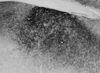 IHC staining of a PFA-perfused cryosection of mouse stria terminalis with PEN