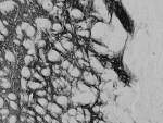 IHC testing of a PFA-perfused cryosection of rat striatum with PENK antibody at 0.02ug/ml.  HRP-staining with Ni-DAB after Biotin-SP-anti-goat amplification.