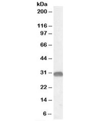 Western blot testing of mouse brain lysate with OTUB1 antibody at 0.05ug/ml. Predicted/observed molecular weight: ~30kDa.