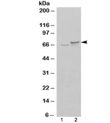 Western blot of HEK293 lysate overexpressing KU70 probed with Ku70 antibody (mock transfection in lane 1).