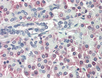 IHC testing of FFPE human pancreas tissue with Transthyretin antibody at 10ug/ml. Steamed antigen retrieval with citrate buffer pH 6, AP-staining.