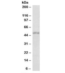 Western blot of mouse brain lysate with Orexin receptor 1/2 antibody at 1ug/