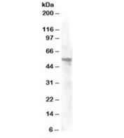 Western blot testing of HeLa lysate with Annexin A11 antibody at 0.2ug/ml. Predicted molecular weight: ~54kDa. 