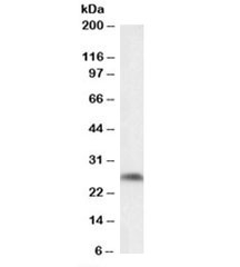 Western blot testing of mouse fetal brain lysate with Ptgds antibody at 0.1ug/ml. Predicted molecular weight: ~21/27kDa (unmodified/glycosylated).