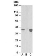 Western blot of HEK293 lysate overexpressing human POU2AF1-FLAG probed with POU2AF1 antibody (1ug/ml) in lane A and with anti-FLAG (1/3000) in lane C. Mock-transfected probed with anti-BOB-1 (1ug/ml) in lane B. Predicted molecular weight: ~28/35-40kDa (unmodified/ubiquitinated).