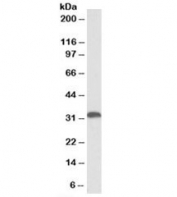 Western blot testing of human liver lysate with HO-1 antibody at 0.3ug/ml. Predicted molecular weight ~32kDa.