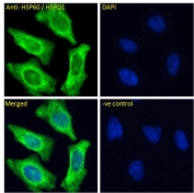IF/ICC staining of fixed and permeabilized human HeLa cells with HSP60 antibody (green) at 10ug/ml and DAPI nuclear stain (blue).