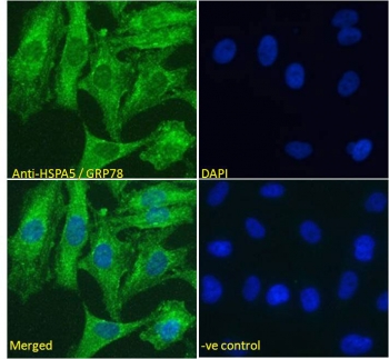 IF/ICC testing of fixed and permeabilized human HeLa cells with GRP78 antibody (green) at 5ug/ml and DAPI nuclear stain (blue).