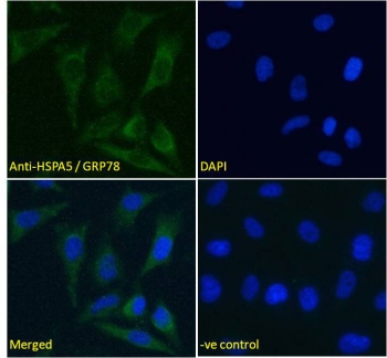 IF/ICC testing of fixed and permeabilized human HeLa cells with GRP78 antibody (green) at 5ug/ml and DAPI nuclear stain (blue).