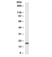 Western blot testing of mouse fetal brain lysate with Pleiotrophin antibody at 0.1ug/ml. Predicted molecular weight ~19 kDa.