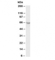 Western blot testing of human K562 lysate with PLK antibody at 1ug/ml. Predicted molecular weight ~68kDa.