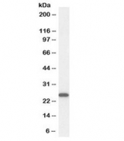 Western blot testing of human kidney lysate with OAZ1 antibody at 0.3ug/ml. Expected molecular weight: ~25 kDa.