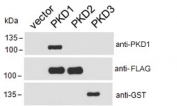PKD1-FLAG, PKD2-FLAG and PKD3-GST transfected HEK293 cell lysate probed with GST, FLAG or PKD1 antibody at 0.1ug/ml. Expected molecular weight ~102 kDa. Data courtesy of Dr Peter Storz, Mayo Clinic, USA.