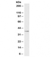 Western blot testing of human kidney lysate with PTGR1 antibody at 0.3ug/ml. Predicted molecular weight: ~36 kDa.