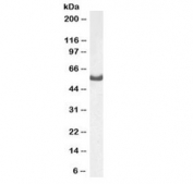 Western blot testing of mouse fetal brain lysate with Dars antibody at 1ug/ml. Predicted molecular weight ~57 kDa.