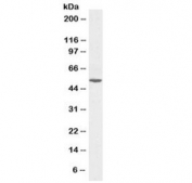 Western blot testing of human liver lysate with Alanine aminotransferase 1 antibody at 0.1ug/ml. Predicted molecular weight ~55 kDa.